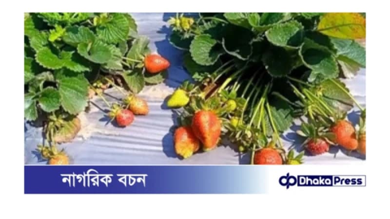 তিস্তার চরে স্ট্রবেরি চাষে পুঁজি হারাতে বসেছে কৃষক তিস্তার চরে স্ট্রবেরি চাষে পুঁজি হারাতে বসেছে কৃষক