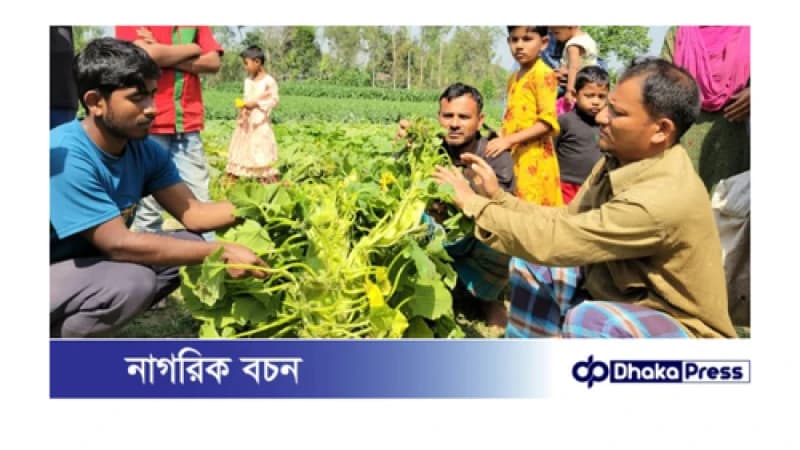 কুমড়া গাছের ডগা দু-মুখো সাপের আকৃতি দেখতে উৎসুক জনতার ভিড় কুমড়া গাছের ডগা দু-মুখো সাপের আকৃতি দেখতে উৎসুক জনতার ভিড়