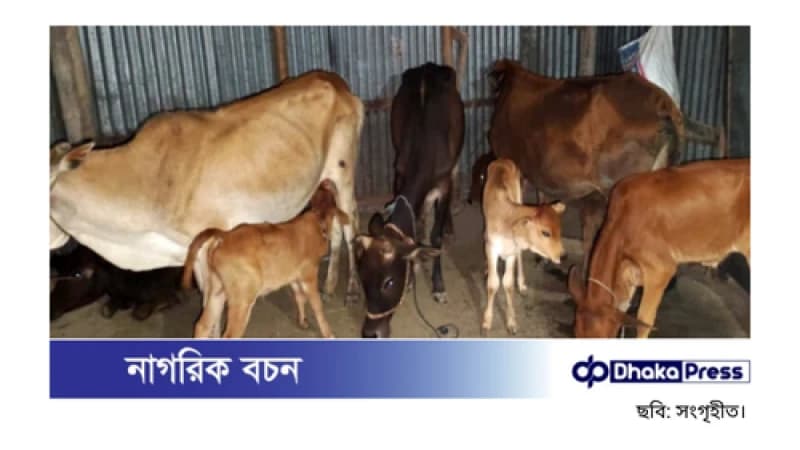 বিএনপি নেতার বাড়ি থেকে উদ্ধার হলো লুটের ১৯টি গরু বিএনপি নেতার বাড়ি থেকে উদ্ধার হলো লুটের ১৯টি গরু