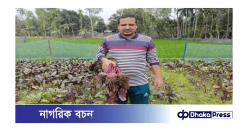 বিটরুট চাষ করে সফল কুড়িগ্রামের সাইদুর বিটরুট চাষ করে সফল কুড়িগ্রামের সাইদুর
