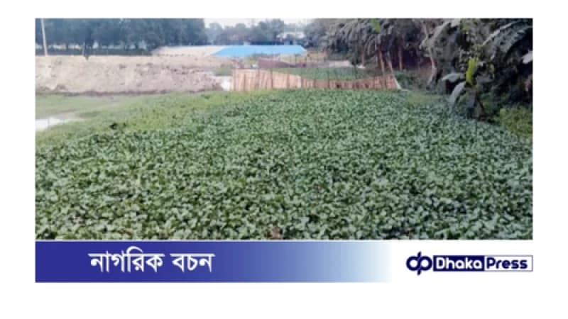 মুরাদনগরে অবৈধ ড্রেজার দিয়ে ভরাট করা হচ্ছে সরকারি খাল: প্রশাসন নিরব মুরাদনগরে অবৈধ ড্রেজার দিয়ে ভরাট করা হচ্ছে সরকারি খাল: প্রশাসন নিরব