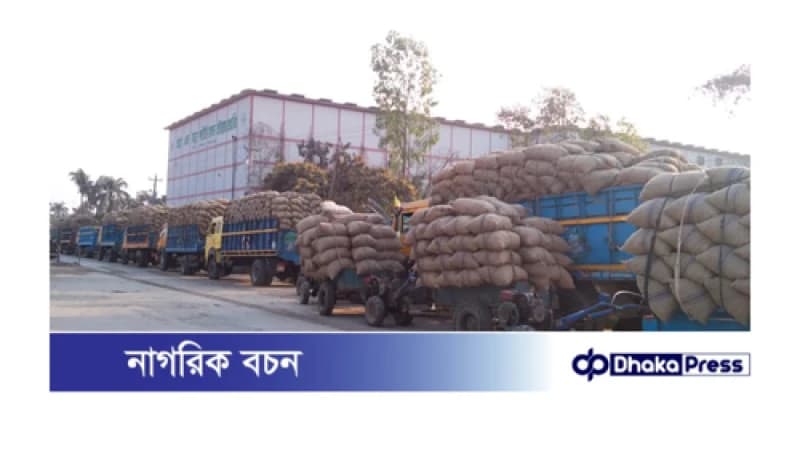 আলু নিয়ে বিপাকে কৃষক, জায়গা নেই হিমাগারে আলু নিয়ে বিপাকে কৃষক, জায়গা নেই হিমাগারে