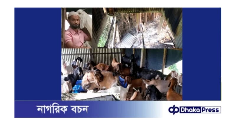 নারায়ণগঞ্জের বন্দরে ছাগলের খামারে আগুন, কেয়ারটেকার সাদ্দাম কে হত্যা চেষ্টা নারায়ণগঞ্জের বন্দরে ছাগলের খামারে আগুন, কেয়ারটেকার সাদ্দাম কে হত্যা চেষ্টা