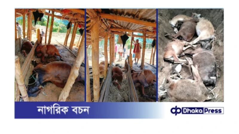 বজ্রপাতে মৃত্যু ৬ টি গরু ও একটি ছাগল বজ্রপাতে মৃত্যু ৬ টি গরু ও একটি ছাগল