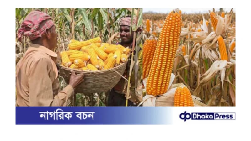 চরাঞ্চলে ভুট্টা চাষে দ্বিগুণ লাভের সম্ভাবনায় কৃষক চরাঞ্চলে ভুট্টা চাষে দ্বিগুণ লাভের সম্ভাবনায় কৃষক