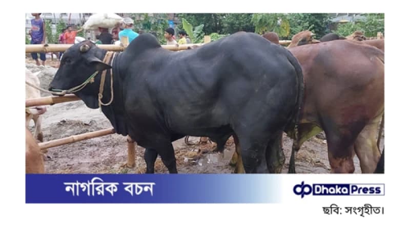 মেরাদিয়ায় গরুর হাট বন্ধের নির্দেশ হাইকোর্টের মেরাদিয়ায় গরুর হাট বন্ধের নির্দেশ হাইকোর্টের