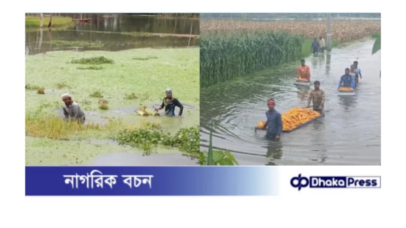 কুড়িগ্রামে টানা বৃষ্টি ও ঢলে ২৯৯ হেক্টর ফসলি জমি পানির নিচে কুড়িগ্রামে টানা বৃষ্টি ও ঢলে ২৯৯ হেক্টর ফসলি জমি পানির নিচে
