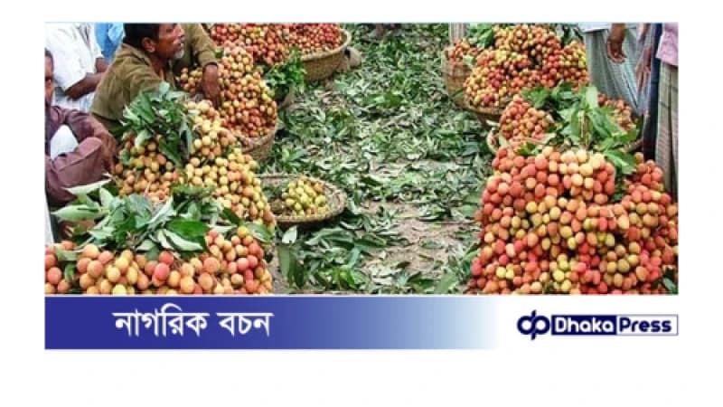 ঈশ্বরদীতে লিচুর উৎপাদনে বিপর্যয়, বাজারে অপরিপক্ব লিচুর দাপট ঈশ্বরদীতে লিচুর উৎপাদনে বিপর্যয়, বাজারে অপরিপক্ব লিচুর দাপট