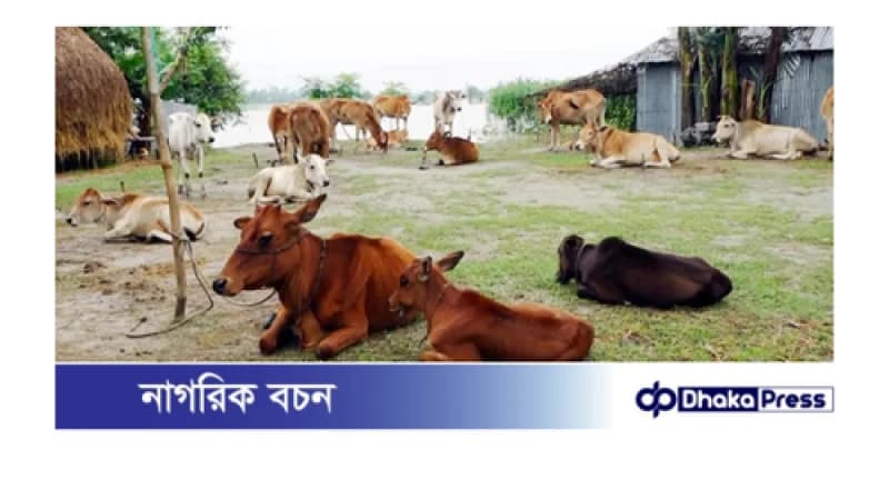 কুড়িগ্রাম আর মঙ্গা কবলিত নয়,স্বাবলম্বী কাতারে কুড়িগ্রাম আর মঙ্গা কবলিত নয়,স্বাবলম্বী কাতারে