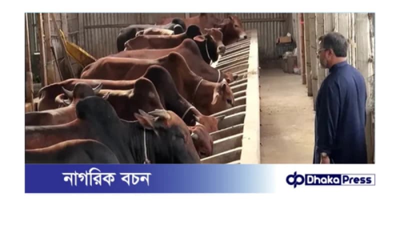 কুড়িগ্রামে কোরবানির জন্য প্রস্তুত পোঁনে দুই লাখ পশু কুড়িগ্রামে কোরবানির জন্য প্রস্তুত পোঁনে দুই লাখ পশু