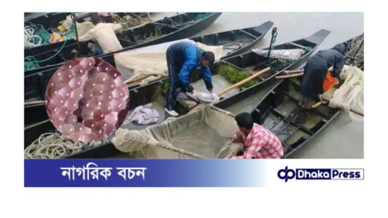 হালদা নদীতে পূর্ণোদ্যমে ডিম ছেড়েছে কার্প জাতীয় মা মাছ হালদা নদীতে পূর্ণোদ্যমে ডিম ছেড়েছে কার্প জাতীয় মা মাছ