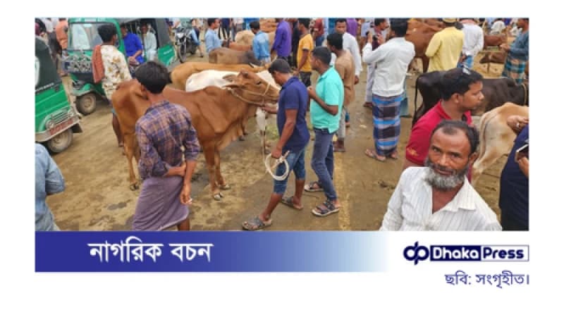 ফটিকছড়িতে জমে উঠেছে কোরবানির পশুর হাট ফটিকছড়িতে জমে উঠেছে কোরবানির পশুর হাট