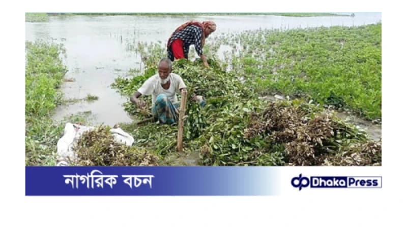 কুড়িগ্রামে তলিয়েছে বাদাম ক্ষেত, তলিয়েছে কৃষকের স্বপ্ন কুড়িগ্রামে তলিয়েছে বাদাম ক্ষেত, তলিয়েছে কৃষকের স্বপ্ন