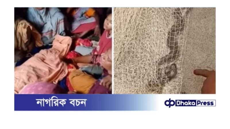 বিষধর সাপের কামড়ে কুড়িগ্রামে নারীর মৃত্যু বিষধর সাপের কামড়ে কুড়িগ্রামে নারীর মৃত্যু