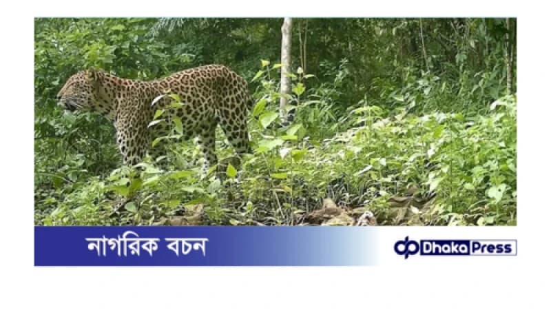 পার্বত্য চট্টগ্রামে আবারও চিতাবাঘের দেখা — বন্যপ্রাণী সংরক্ষণে আশাজাগানিয়া সাফল্য পার্বত্য চট্টগ্রামে আবারও চিতাবাঘের দেখা — বন্যপ্রাণী সংরক্ষণে আশাজাগানিয়া সাফল্য