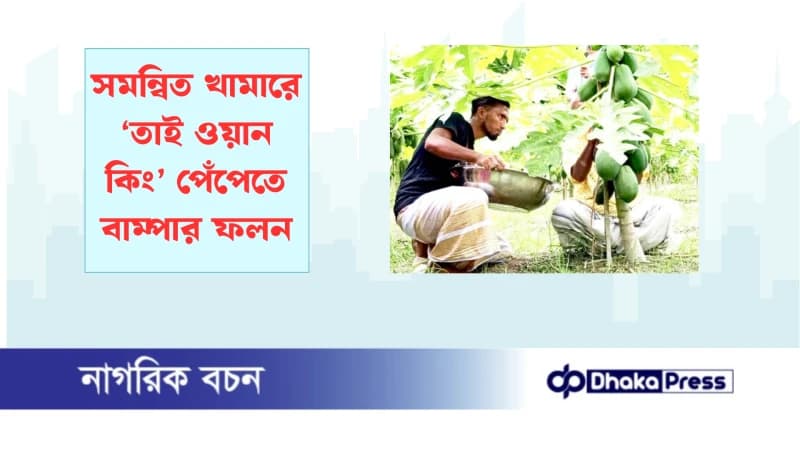সমন্বিত খামারে ‘তাই ওয়ান কিং’ পেঁপেতে বাম্পার ফলন সমন্বিত খামারে ‘তাই ওয়ান কিং’ পেঁপেতে বাম্পার ফলন