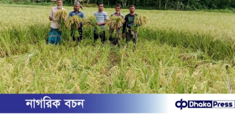 মুরাদনগরে সোনালি আউশ ধান ঘরে তোলার উৎসব মুরাদনগরে সোনালি আউশ ধান ঘরে তোলার উৎসব