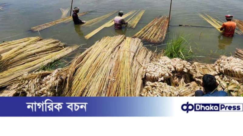 বাংলাদেশের কাঁচাপাট ১২ দেশে রপ্তানি বাংলাদেশের কাঁচাপাট ১২ দেশে রপ্তানি