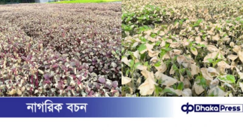 দেবিদ্বারে কৃষকের ৬০ শতাংশ জমির শাক নষ্ট, ব্যবসায়ীর বিরুদ্ধে অভিযোগ দেবিদ্বারে কৃষকের ৬০ শতাংশ জমির শাক নষ্ট, ব্যবসায়ীর বিরুদ্ধে অভিযোগ
