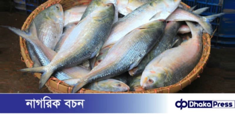 ভারতে বাংলাদেশি ইলিশের দামে আগুন ভারতে বাংলাদেশি ইলিশের দামে আগুন