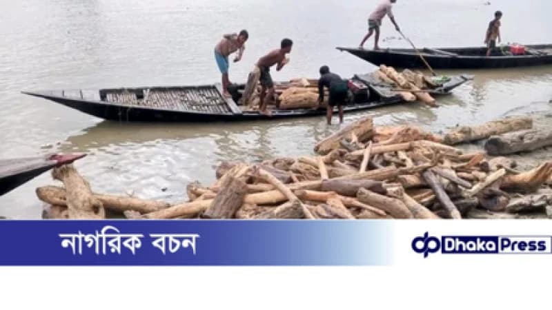 ভারত থেকে ভেসে আসা কাঠের সঙ্গে সাপও আসছে, আতঙ্কে চিলমারীর নদীতীরের মানুষ। ভারত থেকে ভেসে আসা কাঠের সঙ্গে সাপও আসছে, আতঙ্কে চিলমারীর নদীতীরের মানুষ।