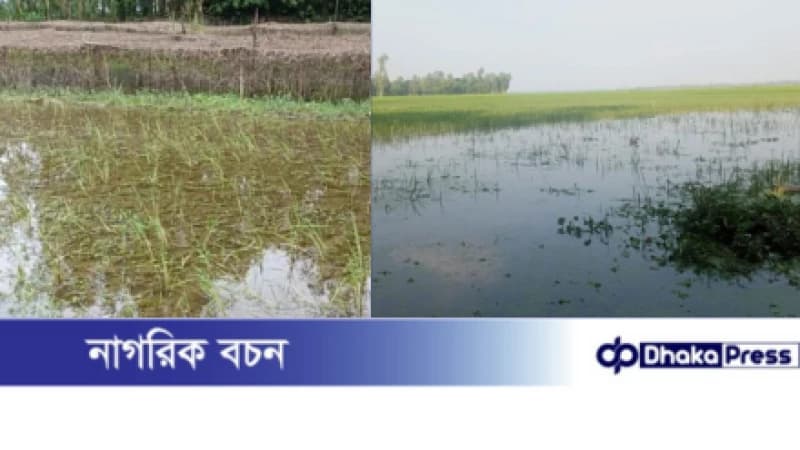 কুড়িগ্রামে পানির নিচে জমির ফসল, ভিটেছাড়া শতাধিক পরিবার কুড়িগ্রামে পানির নিচে জমির ফসল, ভিটেছাড়া শতাধিক পরিবার