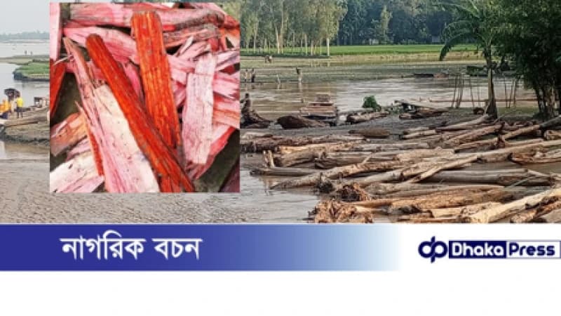 ভারত থেকে ভেসে আসা গুঁড়ি কুড়িগ্রামে ‘লাল চন্দন’ ভেবে বিক্রির ধুম ভারত থেকে ভেসে আসা গুঁড়ি কুড়িগ্রামে ‘লাল চন্দন’ ভেবে বিক্রির ধুম