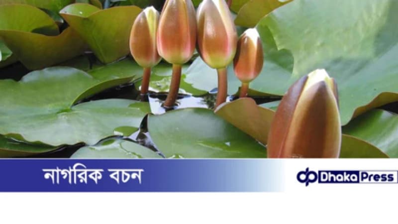 ইসির প্রতীক তালিকায় ‘শাপলা কলি’ গেজেট প্রকাশ ইসির প্রতীক তালিকায় ‘শাপলা কলি’ গেজেট প্রকাশ
