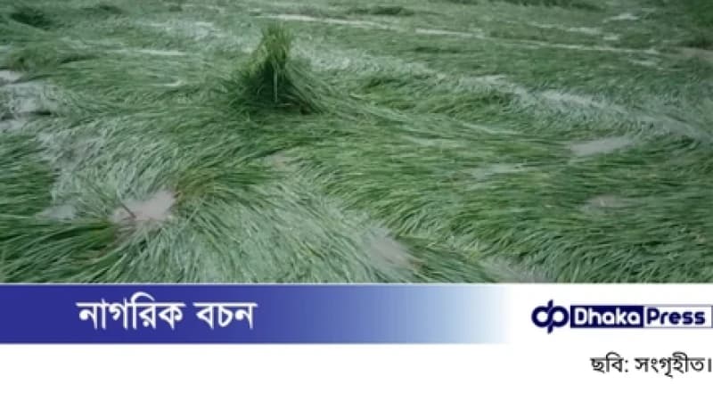 বৃষ্টির পানিতে তলিয়ে গেছে মাঠ, ঝুঁকিতে রোপা আমন ধান বৃষ্টির পানিতে তলিয়ে গেছে মাঠ, ঝুঁকিতে রোপা আমন ধান