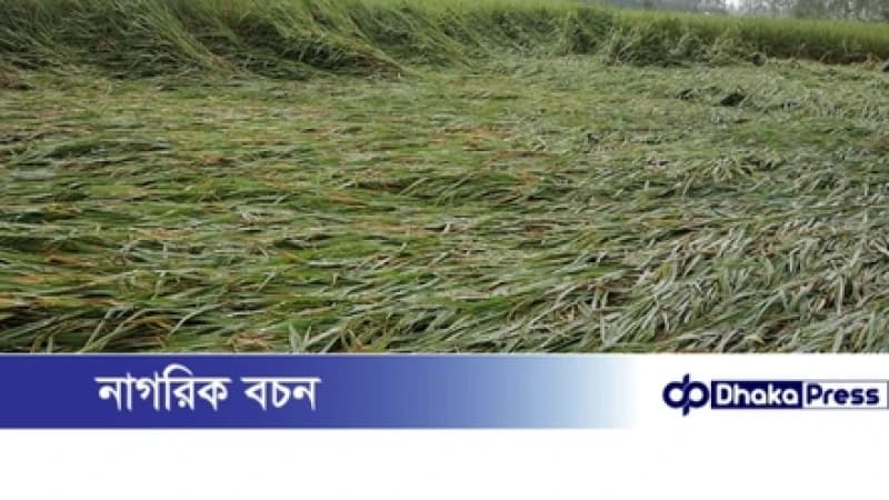 নাগেশ্বরীতে বৃষ্টি-বাতাসে নুয়ে পড়েছে ধান, কৃষকের চোখে চিন্তার ছাপ নাগেশ্বরীতে বৃষ্টি-বাতাসে নুয়ে পড়েছে ধান, কৃষকের চোখে চিন্তার ছাপ