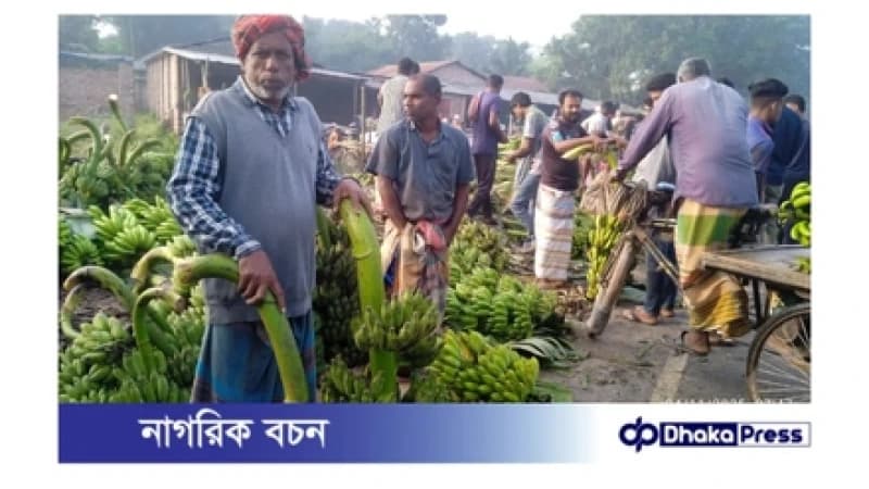 পুঠিয়ায় আম চাষে ক্ষতি, কলা চাষে আশার আলো পুঠিয়ায় আম চাষে ক্ষতি, কলা চাষে আশার আলো
