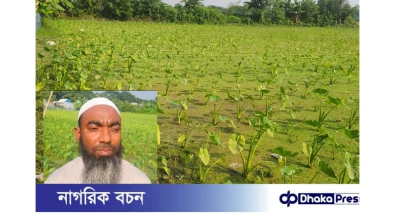 মুরাদনগরে শিক্ষক ও কৃষি উদ্যোক্তার কচু চাষে নতুন দৃষ্টান্ত মুরাদনগরে শিক্ষক ও কৃষি উদ্যোক্তার কচু চাষে নতুন দৃষ্টান্ত