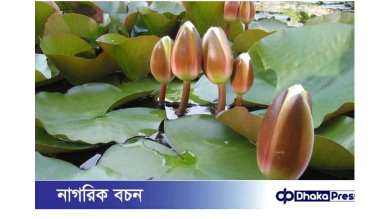 ইসির ওয়েবসাইটে ‘শাপলা কলি’ প্রতীক প্রকাশ পেল এনসিপি ইসির ওয়েবসাইটে ‘শাপলা কলি’ প্রতীক প্রকাশ পেল এনসিপি