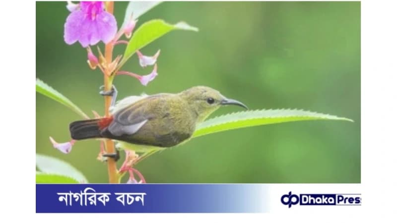বনের নিপুণ কারিগর টুনটুনি পাখি আজ বিলুপ্তির পথে বনের নিপুণ কারিগর টুনটুনি পাখি আজ বিলুপ্তির পথে