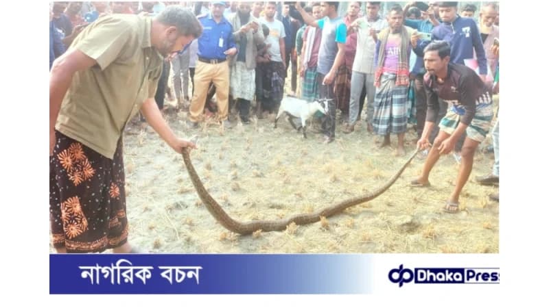 কুড়িগ্রামের ভূরুঙ্গামারীতে ৯ ফুট লম্বা অজগর সাপ উদ্ধার কুড়িগ্রামের ভূরুঙ্গামারীতে ৯ ফুট লম্বা অজগর সাপ উদ্ধার