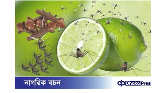 সারাদেশে মশার উপদ্রব, ঘরোয়া উপায়ে মুক্তি পাওয়ার সহজ পথ