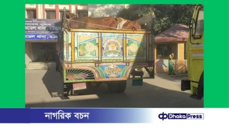 সীতাকুণ্ডে ২৮ গরু বোঝাই ট্রাক ছিনতাই, ২৬ গরু উদ্ধার সীতাকুণ্ডে ২৮ গরু বোঝাই ট্রাক ছিনতাই, ২৬ গরু উদ্ধার