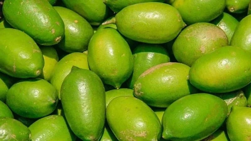 পাবনায় লেবুর কেজি ২০০ টাকা পাবনায় লেবুর কেজি ২০০ টাকা