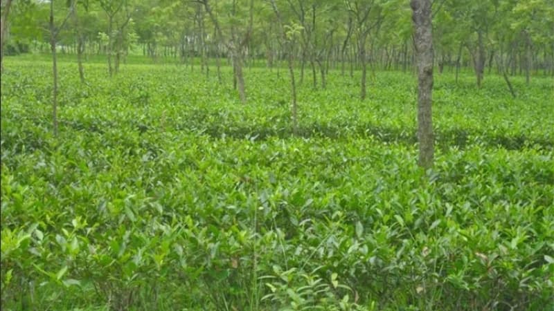 উত্তরের সমতলে চা উৎপাদনে রেকর্ড উত্তরের সমতলে চা উৎপাদনে রেকর্ড
