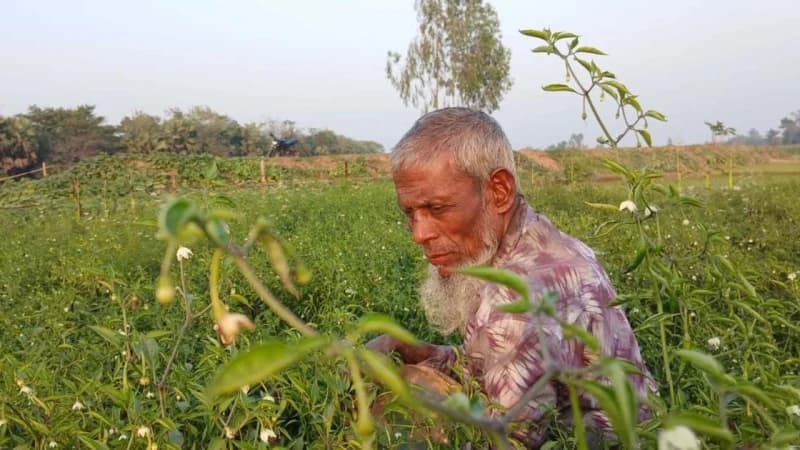 নকলায় মরিচের ঝাঁজে সবুজ বিপ্লব, কৃষকের মুখে স্বস্তির হাসি নকলায় মরিচের ঝাঁজে সবুজ বিপ্লব, কৃষকের মুখে স্বস্তির হাসি