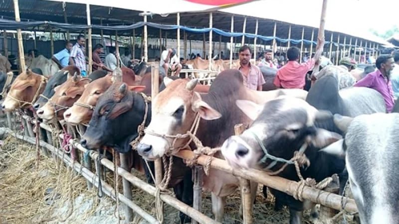 দেশে উদ্বৃত্ত আছে চাহিদার চেয়ে ২২ লাখের বেশি পশু দেশে উদ্বৃত্ত আছে চাহিদার চেয়ে ২২ লাখের বেশি পশু