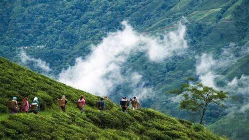 দার্জিলিং টিলায় ভ্রমন দার্জিলিং টিলায় ভ্রমন
