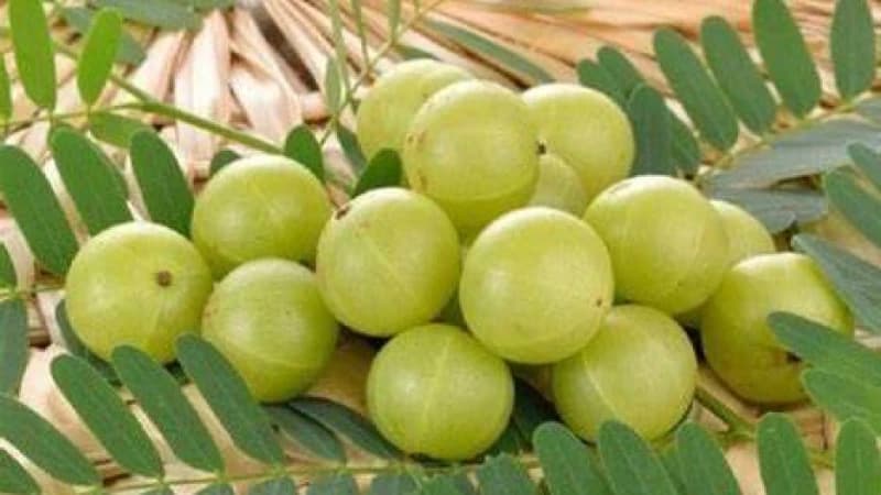আমলকীর উপকারিতা আমলকীর উপকারিতা
