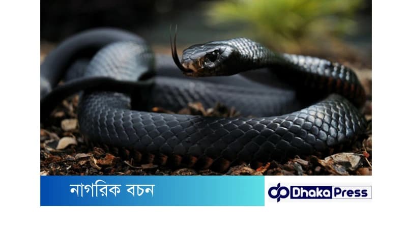 পৃথিবীর ভয়ংকর ১০ টি সাপ পৃথিবীর ভয়ংকর ১০ টি সাপ