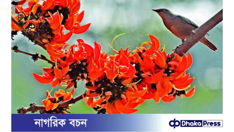 পহেলা ফাল্গুন উৎযাপনের ইতিহাস পহেলা ফাল্গুন উৎযাপনের ইতিহাস