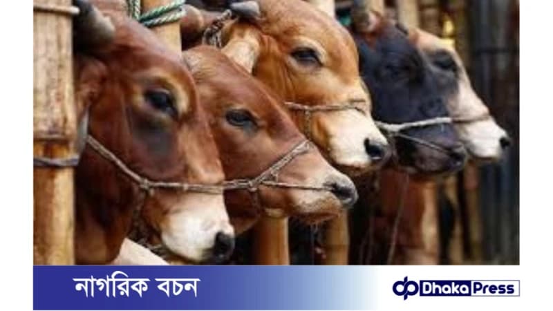কোরবানিতে ১ কোটি ৩০ লাখ গবাদিপশু জোগান নিশ্চিত করা হবে কোরবানিতে ১ কোটি ৩০ লাখ গবাদিপশু জোগান নিশ্চিত করা হবে