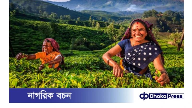 চা উৎপাদনে বিশ্বের শীর্ষ ৫ দেশ: বাংলাদেশের অবস্থান কততম চা উৎপাদনে বিশ্বের শীর্ষ ৫ দেশ: বাংলাদেশের অবস্থান কততম