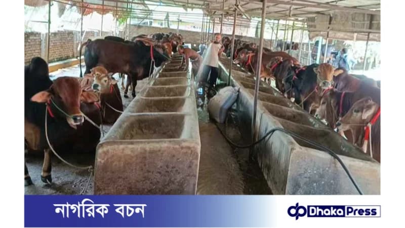 ব্রাহ্মণবাড়িয়ায় ঈদুল আজহার বাজার: ১৫শ কোটি টাকার পশু কেনাবেচার আশা ব্রাহ্মণবাড়িয়ায় ঈদুল আজহার বাজার: ১৫শ কোটি টাকার পশু কেনাবেচার আশা