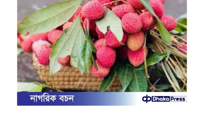 লিচু: সুস্বাদু ফল, সতর্কতার সাথে খান! লিচু: সুস্বাদু ফল, সতর্কতার সাথে খান!