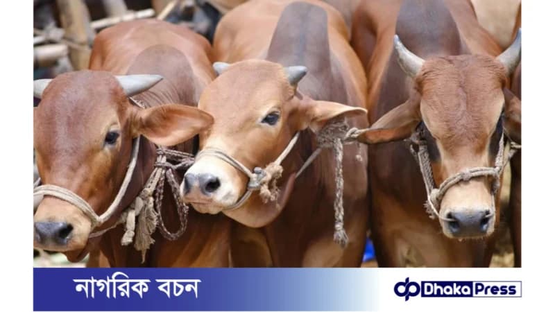 ঈদুল আজহা উপলক্ষে কোরবানির পশুর চামড়ার দাম নির্ধারণ ঈদুল আজহা উপলক্ষে কোরবানির পশুর চামড়ার দাম নির্ধারণ